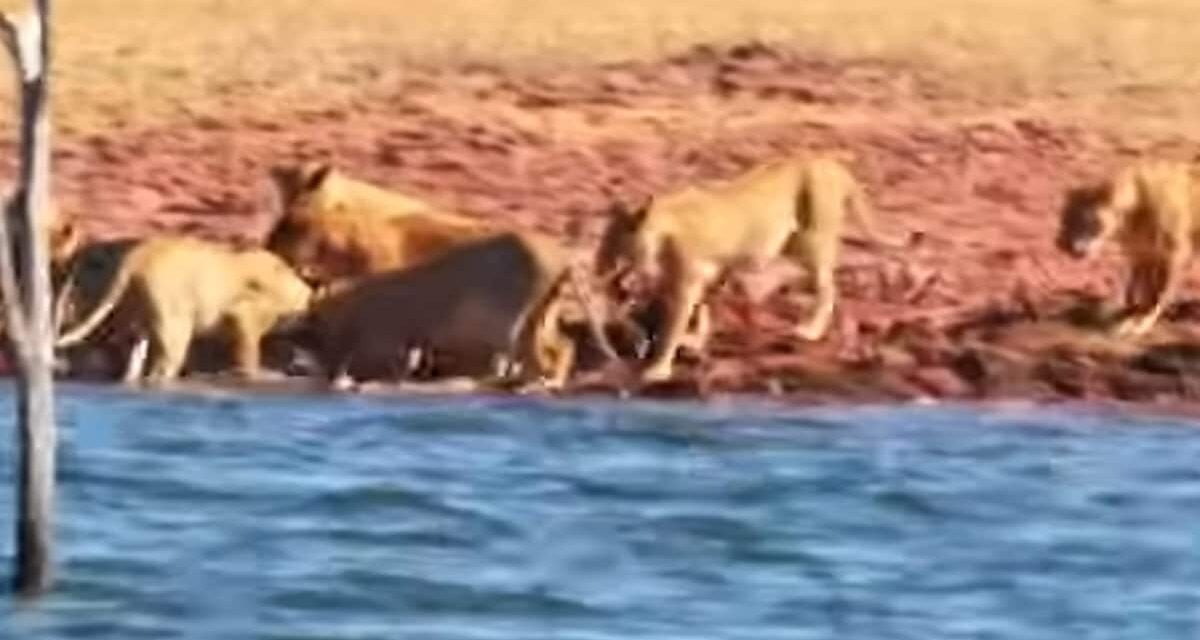 शिकार को देखते ही पीछे दौड़ पड़े एकसाथ 22 शेर, छलांग मारकर हिरण को दबोचा, फिर जो हुआ, कभी देखा नहीं होगा
