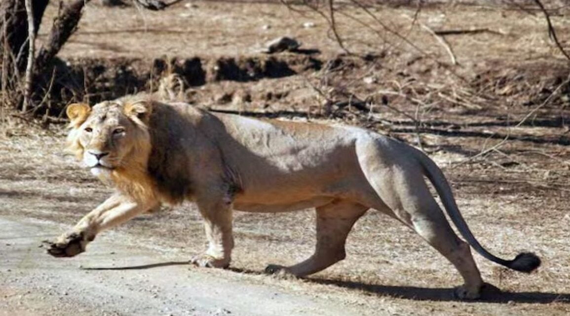 'रेलवे की लापरवाही ने कई शेरों को मार डाला…' एशियाई शेरों की असामयिक मौत पर गुजरात HC की फटकार