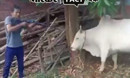 गाय को गोली मारकर बलि देने का VIDEO वायरल:दावा