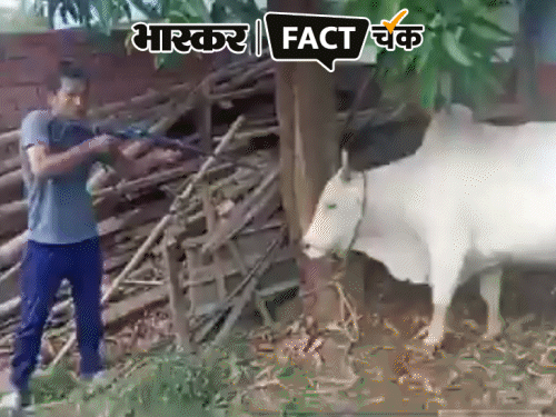 गाय को गोली मारकर बलि देने का VIDEO वायरल:दावा