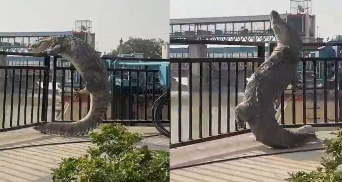 नहर से निकलकर पुल के ऊपर आ गया 10 फीट लंबा मगरमच्छ, गंगा में छलांग लगाने की करने लगा कोशिश