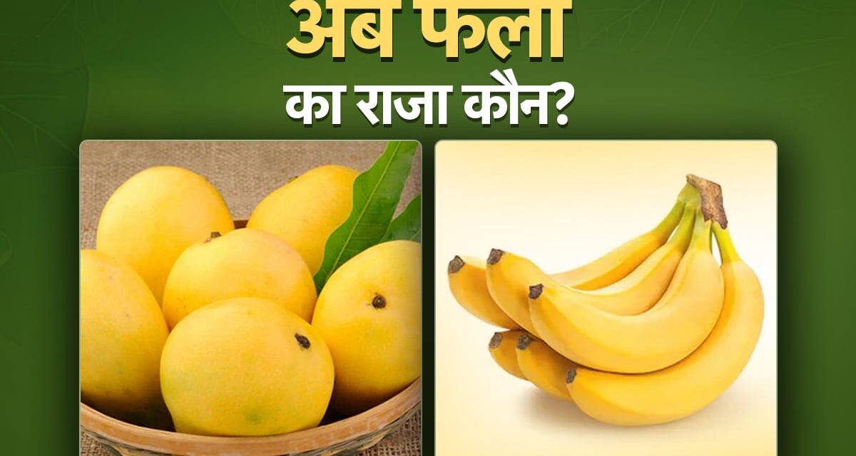 अब भारत में आम नहीं, केला है फलों का ‘राजा’, जानिए क्यों ?