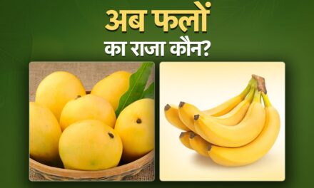 अब भारत में आम नहीं, केला है फलों का ‘राजा’, जानिए क्यों ?