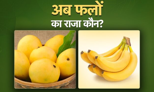 अब भारत में आम नहीं, केला है फलों का ‘राजा’, जानिए क्यों ?