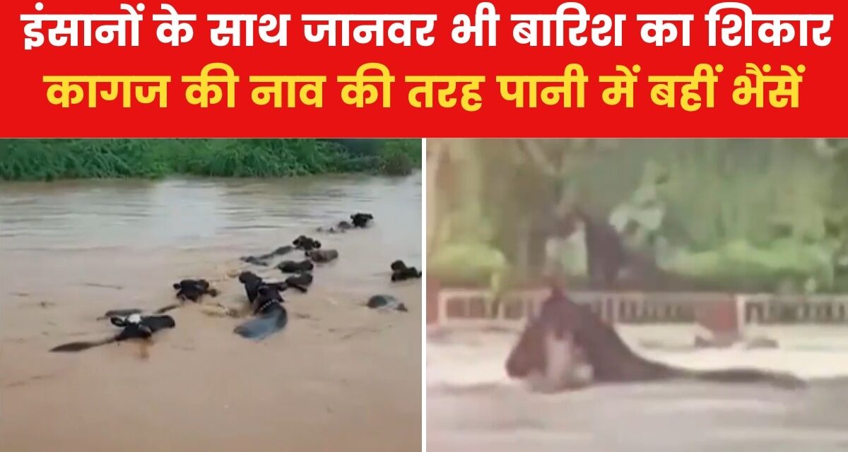 VIDEO: गुजरात में भारी बारिश का प्रकोप! कच्छ में बह गईं 9 भैंसे