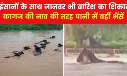 VIDEO: गुजरात में भारी बारिश का प्रकोप! कच्छ में बह गईं 9 भैंसे