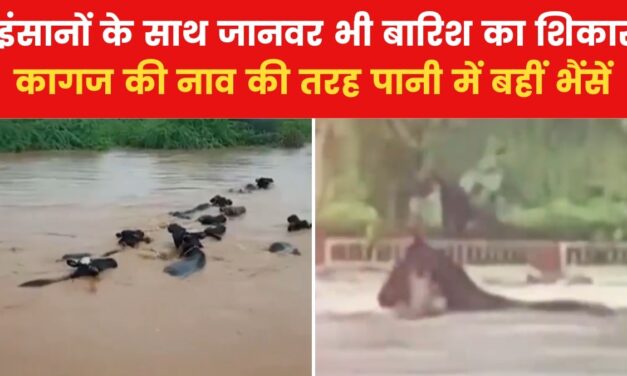 VIDEO: गुजरात में भारी बारिश का प्रकोप! कच्छ में बह गईं 9 भैंसे