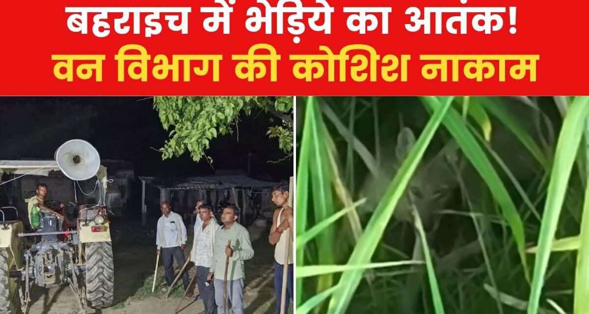 बहराइच में भेड़िये के पिंजरे में फंसा सियार, देखें वीडियो