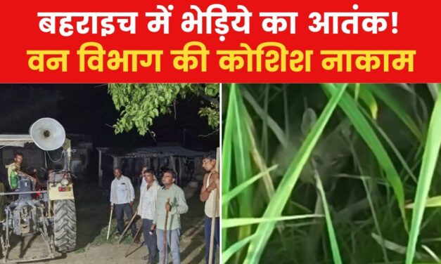 बहराइच में भेड़िये के पिंजरे में फंसा सियार, देखें वीडियो
