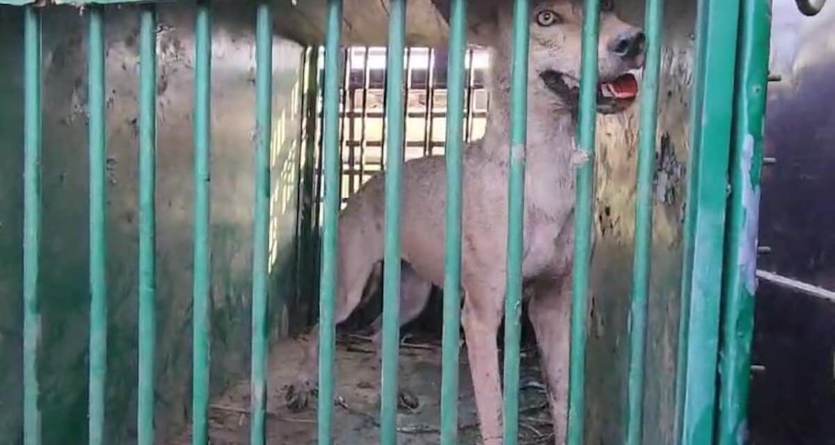 यूपी : बहराइच में एक और आदमखोर भेड़िया पकड़ा गया, देखें Video