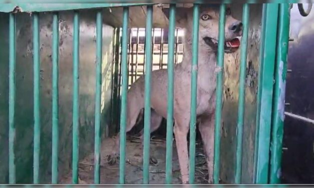 यूपी : बहराइच में एक और आदमखोर भेड़िया पकड़ा गया, देखें Video