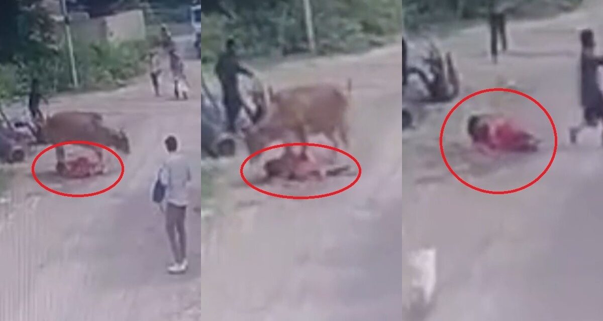 Video: लाल साड़ी देख भड़की गाय! बच्चे के साथ जा रही महिला पर किया हमला