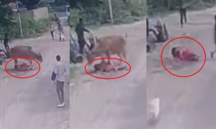 Video: लाल साड़ी देख भड़की गाय! बच्चे के साथ जा रही महिला पर किया हमला