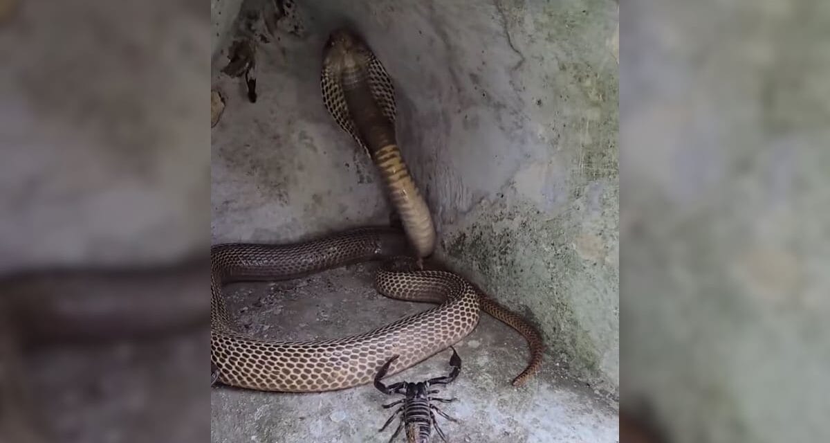 बिच्छू को निपटाने चला था 7 फीट लंबा कोबरा, लेकिन अगले 2 सेकंड में हो गया खेला