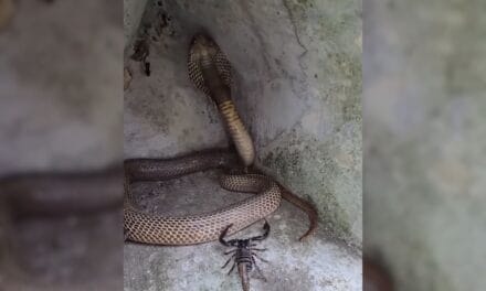 बिच्छू को निपटाने चला था 7 फीट लंबा कोबरा, लेकिन अगले 2 सेकंड में हो गया खेला