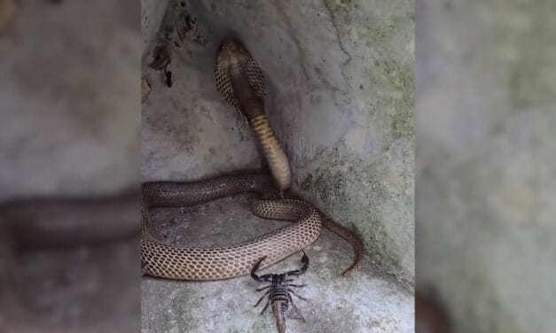 बिच्छू को निपटाने चला था 7 फीट लंबा कोबरा, लेकिन अगले 2 सेकंड में हो गया खेला