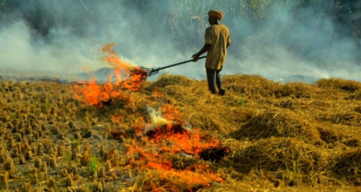 पंजाब-हरियाणा-पाकिस्तान में जल रही है पराली, लेकिन दिल्ली में कंट्रोल है प्रदूषण, जानिए वजह