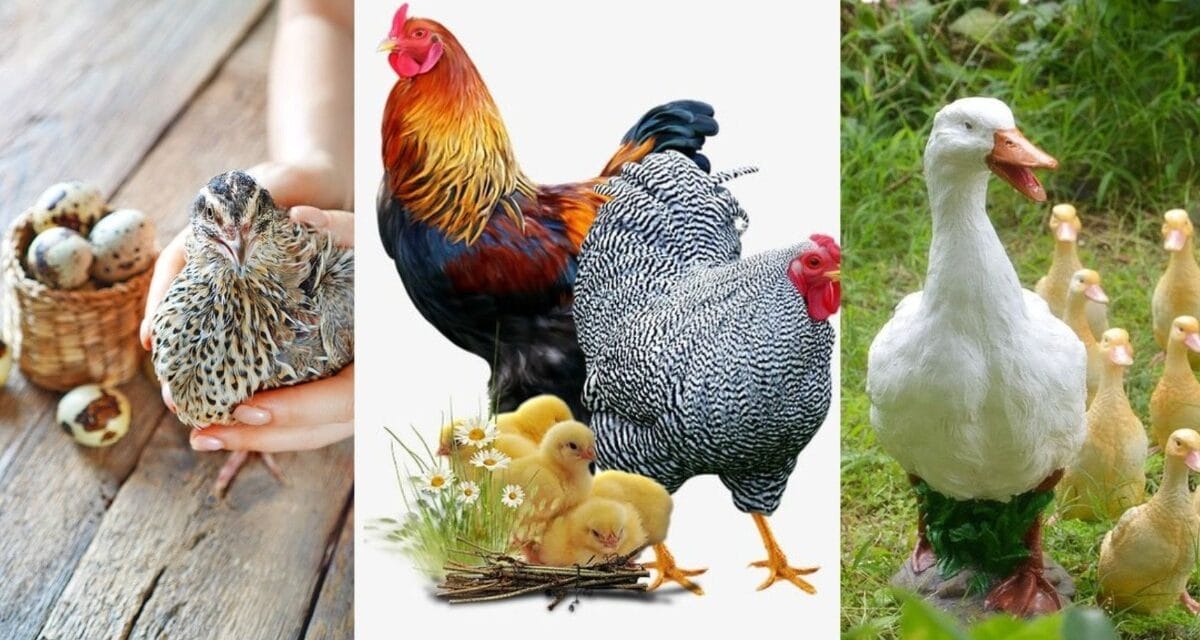 गांव में पालें ये तीन तरह के पक्षी, कम लागत में होगा बढ़िया मुनाफा, इन बातों का रखें ध्यान