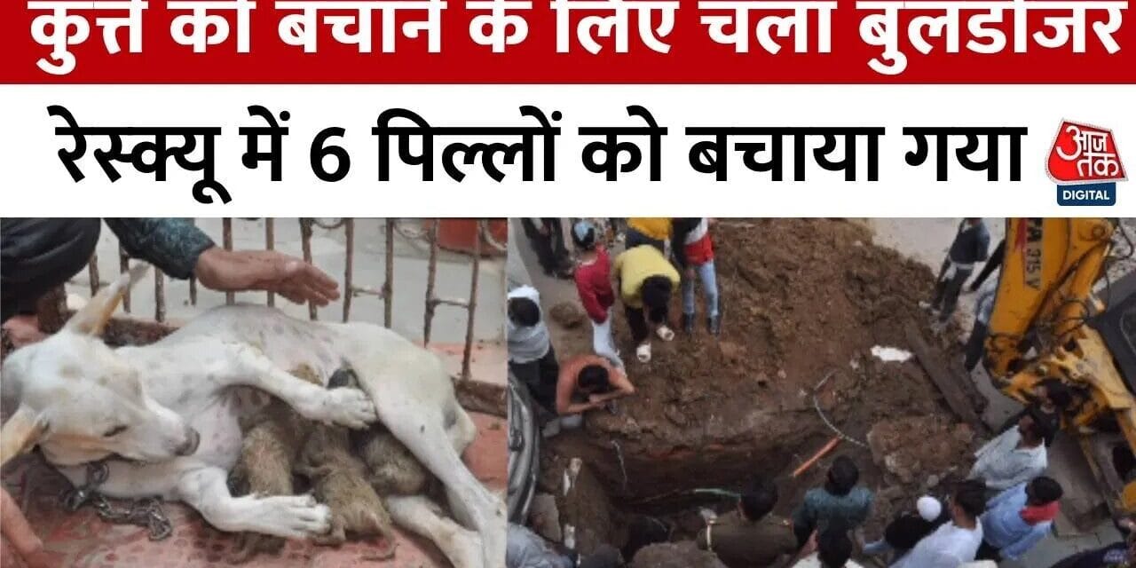 आगरा में बुलडोजर का 8 घंटे का रेस्क्यू ऑपरेशन, 6 पिल्लो को बचाया