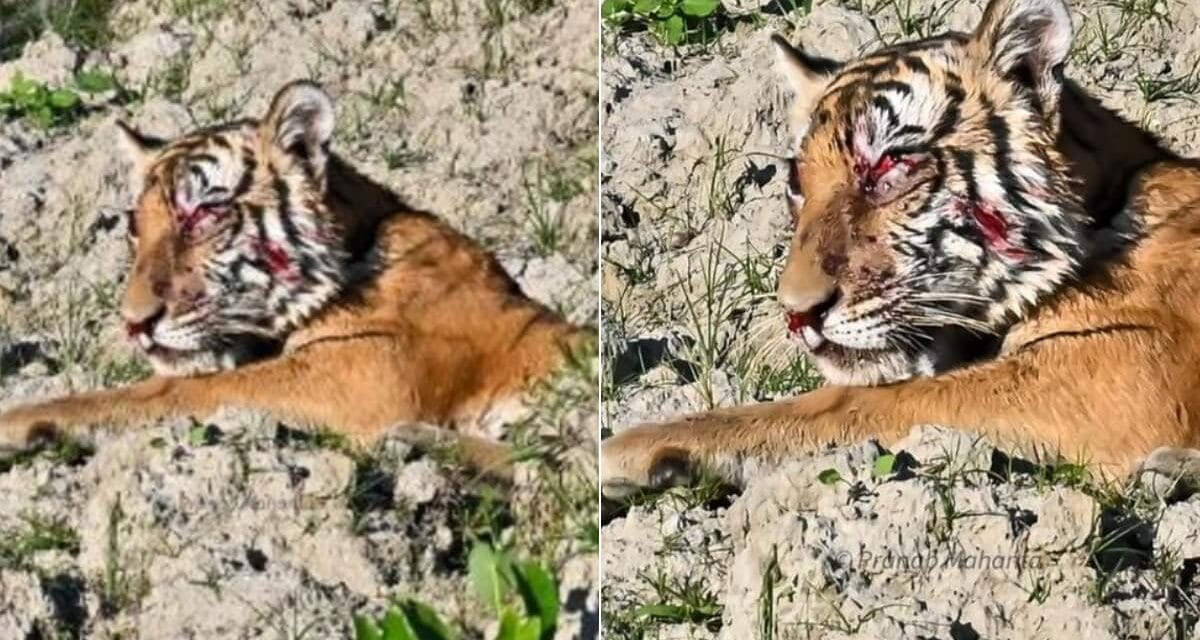 बाघिन पर ईंट-पत्थर लाठी-डंडों से भीड़ ने किया हमला, मादा शिकारी की फोड़ डाली आंख, वीडियो वायरल