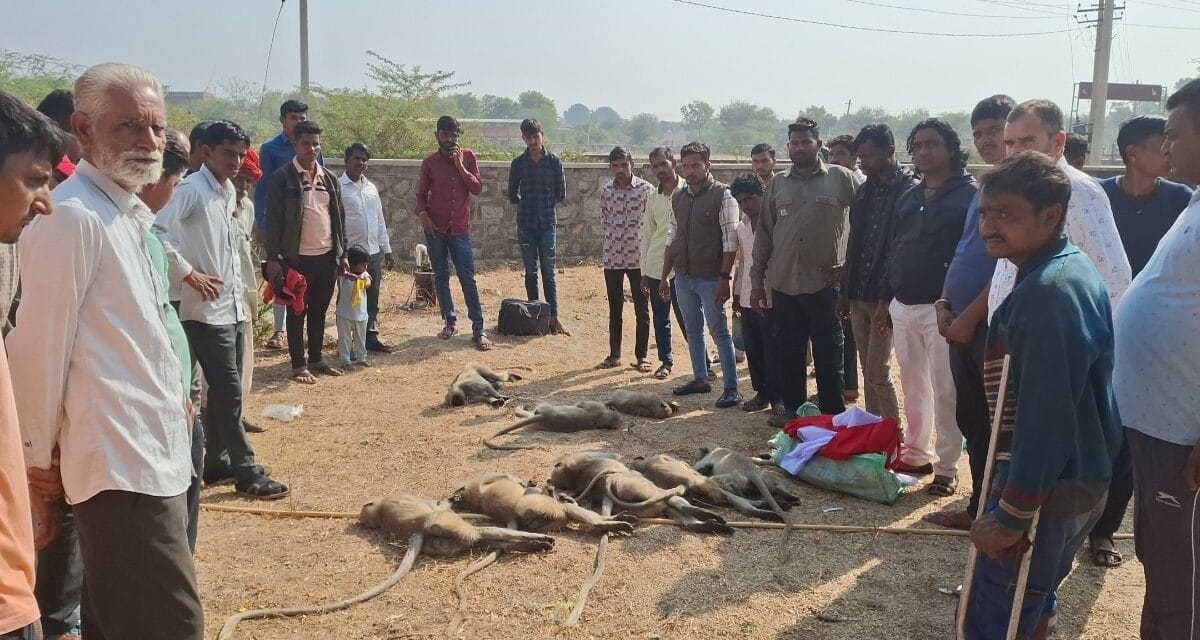 राजस्‍थान: सिरोही में जहरीला पदार्थ खाने से 15 बंदरों की मौत, लोगों ने की जांच की मांग