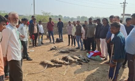 राजस्‍थान: सिरोही में जहरीला पदार्थ खाने से 15 बंदरों की मौत, लोगों ने की जांच की मांग