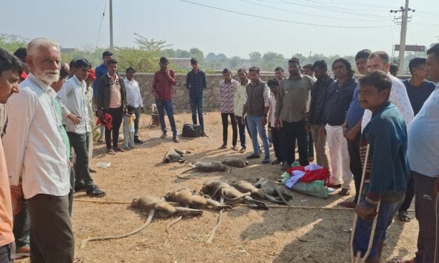राजस्‍थान: सिरोही में जहरीला पदार्थ खाने से 15 बंदरों की मौत, लोगों ने की जांच की मांग
