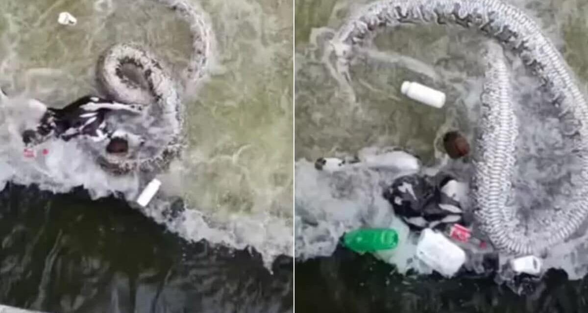 शिकार के चक्कर में नहर में फंसा शिकारी, देखें कैसे पानी के अंदर आखिरी सांस तक जूझता रहा अजगर
