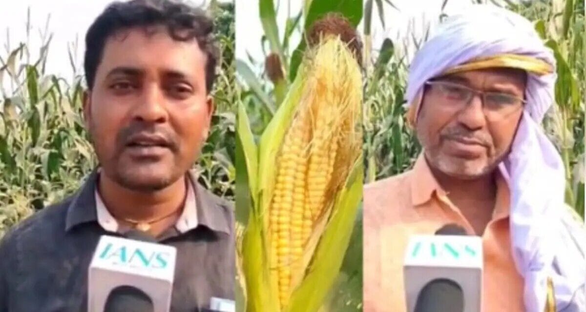 पीएम मोदी से प्रेरित होकर मोटे अनाजों की खेती कर रहे किसान, पहले से ज्यादा हो रहा मुनाफा