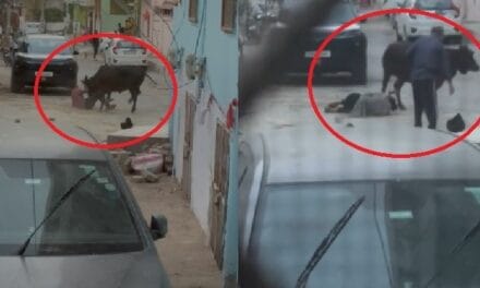 बीकानेर में सांड का आतंक, तीन लोगों को बीच सड़क सींग से उठा-उठाकर पटका
