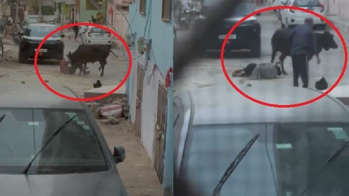 बीकानेर में सांड का आतंक, तीन लोगों को बीच सड़क सींग से उठा-उठाकर पटका