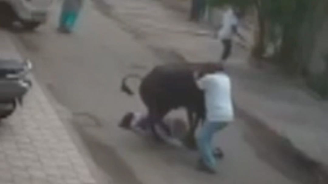 आवारा सांड़ का बीच सड़क महिल पर अटैक, Video