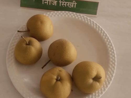 इजराइली नाशपाती से ‘डॉलर’ कमा रहा किसान:कुरुक्षेत्र में मंत्री ने चखा स्वाद; डायबिटीज-डेंगू-मलेरि