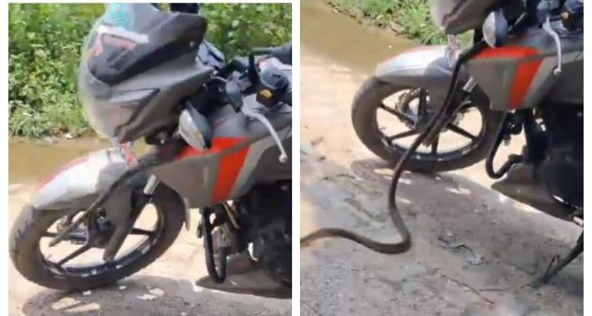 दफ्तर जा रहे युवक की बाइक में छुपा था 6 फीट का जहरीला सांप, अचानक निकला बाहर और फिर…
