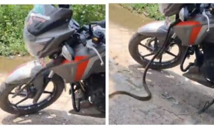 दफ्तर जा रहे युवक की बाइक में छुपा था 6 फीट का जहरीला सांप, अचानक निकला बाहर और फिर…