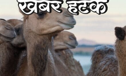 खबर हटके-अरब देशों में ऊंट का मूत्र पीने की परंपरा:टैक्स से परेशान होकर ₹75 लाख की नौकरी छोड़ी; जानिए