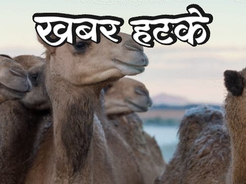 खबर हटके-अरब देशों में ऊंट का मूत्र पीने की परंपरा:टैक्स से परेशान होकर ₹75 लाख की नौकरी छोड़ी; जानिए
