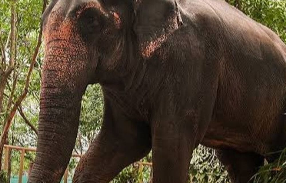 हथिनी विवाद, वनतारा ने कहा