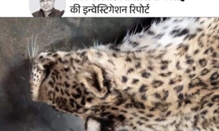 लेपर्ड-टाइगर मारकर खाल और अंगों की दलाली:कीमत 5 से 10 लाख, मूंछ के बाल तक बेच देते हैं, भास्कर के कैमरे