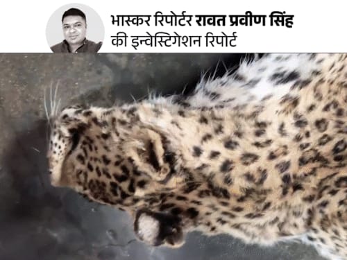 लेपर्ड-टाइगर मारकर खाल और अंगों की दलाली:कीमत 5 से 10 लाख, मूंछ के बाल तक बेच देते हैं, भास्कर के कैमरे