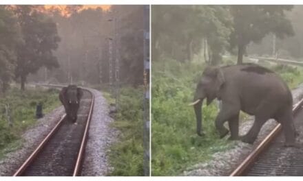 रेलवे ट्रैक पर मदमस्त हाथी टहलता दिखा, ऐसे टला बड़ा हादसा