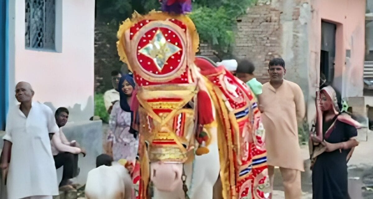 घोड़ी के कुआं पूजन का अजब नजारा, मनाया शादी जैसा जश्न, DJ पर जमकर हुआ डांस