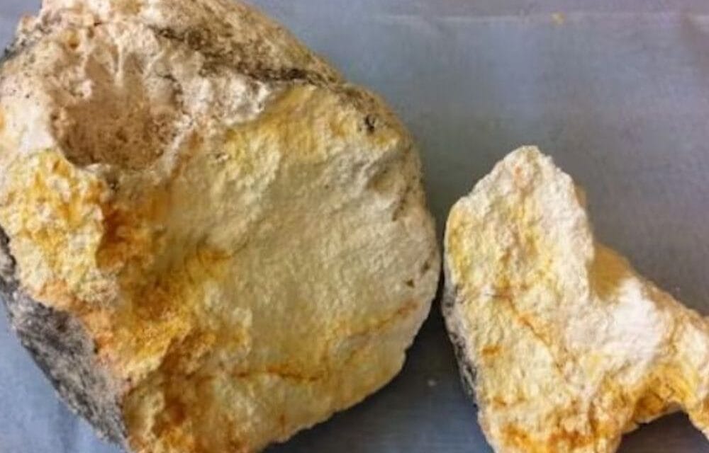 सूरत में व्हेल मछली की उल्टी बेचने वाला पकड़ाया:भावनगर में समुद्र किनारे मिला था 6 किलो एम्बरग्री