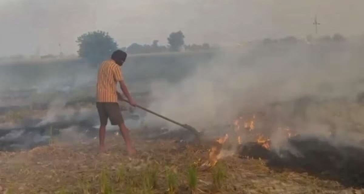 तरनतारन में पराली जलाने के मामले में बड़ा एक्शन, 6 अधिकारियों पर चलाया जाएगा मुकदमा