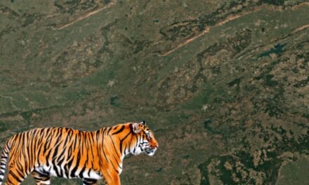 कान्हा टाइगर रिजर्व में मॉर्निंग सफारी, शाम की बांधवगढ़ में:961 KM लंबा टाइगर कॉरिडोर जोड़ेगा 4 रिजर्
