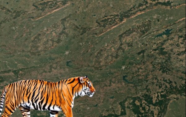 कान्हा टाइगर रिजर्व में मॉर्निंग सफारी, शाम की बांधवगढ़ में:961 KM लंबा टाइगर कॉरिडोर जोड़ेगा 4 रिजर्