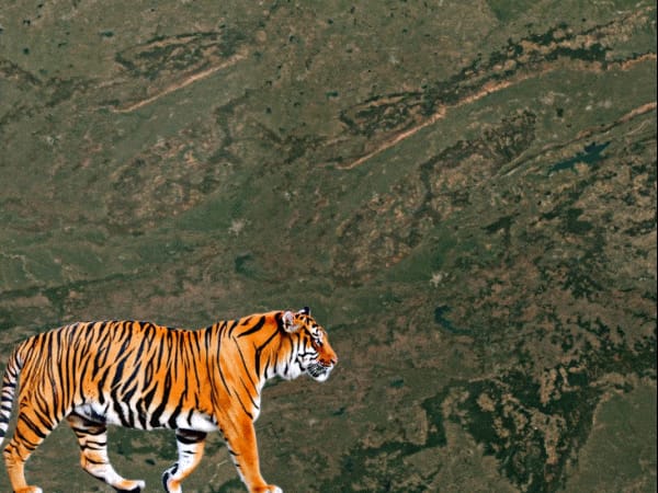 कान्हा टाइगर रिजर्व में मॉर्निंग सफारी, शाम की बांधवगढ़ में:961 KM लंबा टाइगर कॉरिडोर जोड़ेगा 4 रिजर्