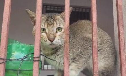 तीन महीनों तक कैद में तड़पती रही बिल्लियां… ग्रामीणों ने ताला तोड़ा और दी आजादी
