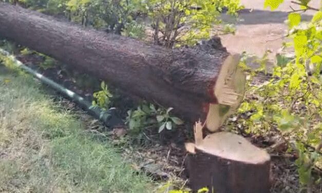 सरकार की ‘नाक के नीचे’ चोरी…विधानसभा में चंदन पेड़ काटे:हाई लेवल सिक्योरिटी जोन में वारदात; बदमाशों ने एक पेड़ गिराया, दो पर आरी चलाई