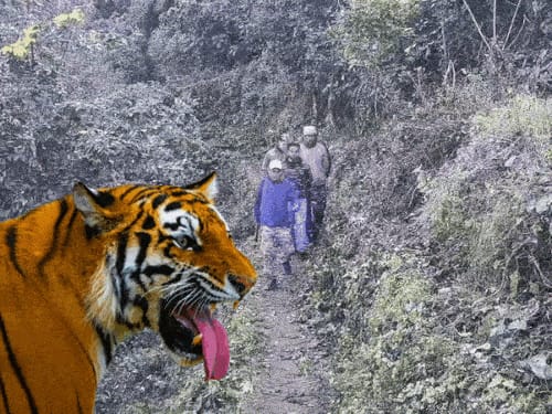वन विभाग के लिए सीएम धामी के निर्देश मानना असंभव:अधिकारी बोले